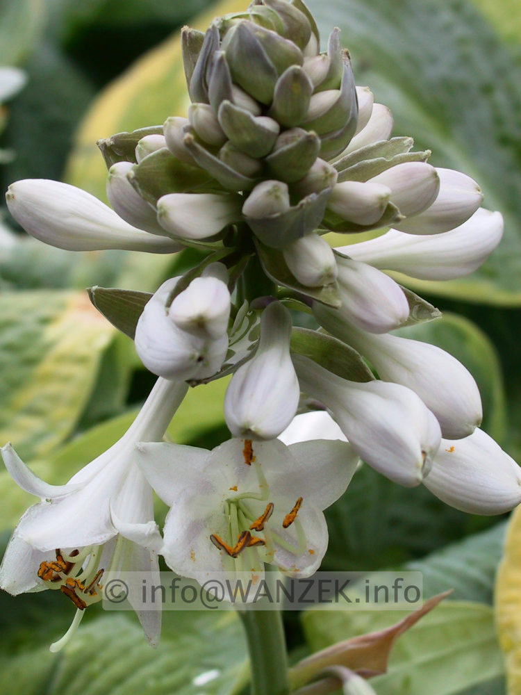 Hosta tokudama flavo-circinalis 06.jpg
